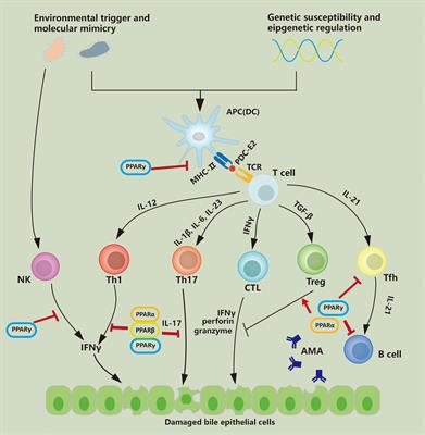 Frontiers | Peroxisome Proliferator-Activated Receptors Regulate 